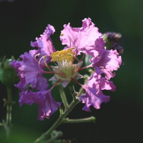 紫薇花