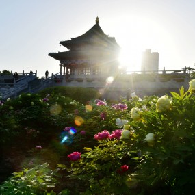 游园赏花