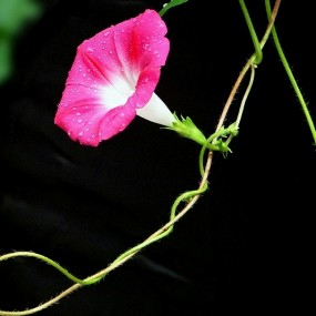 不求繁花似锦,只取一枝一叶