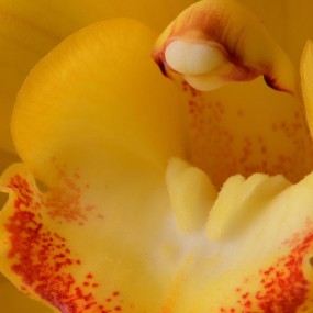 花之蕊