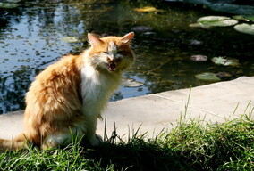 猫叫