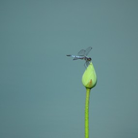一笔独秀