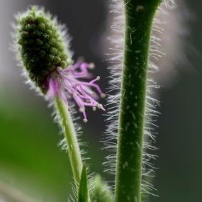 正在开花