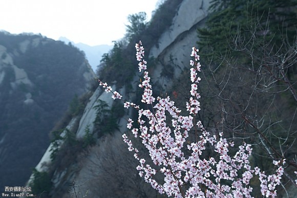 春到华山