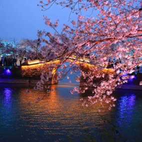 黿头渚夜樱花