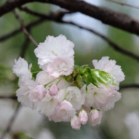春花图