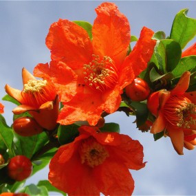 五月花