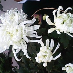秋菊