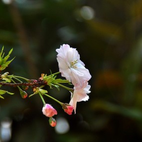 樱花夕拾