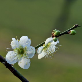 梅～花