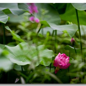 再拍莲池