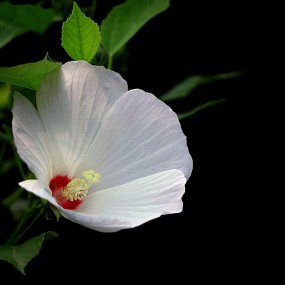 芙蓉葵花