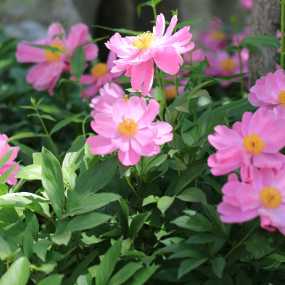 芍药