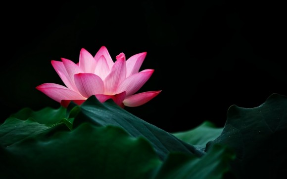 【杨子】荷韵