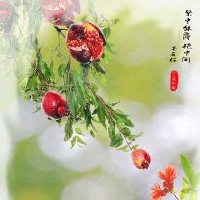 墨石榴