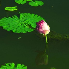夏荷