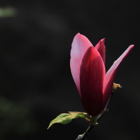 玉兰花