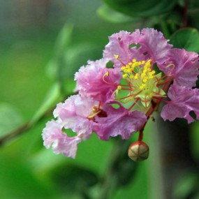 紫薇花