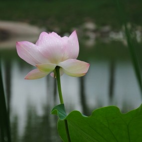 冒雨拍荷