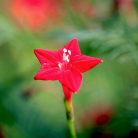 五星花