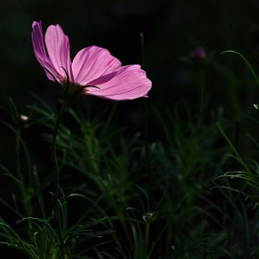 小花