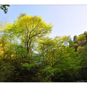 醉美黎坪风景如画