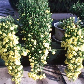 菊花配文