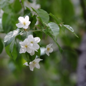 洁白的樱花