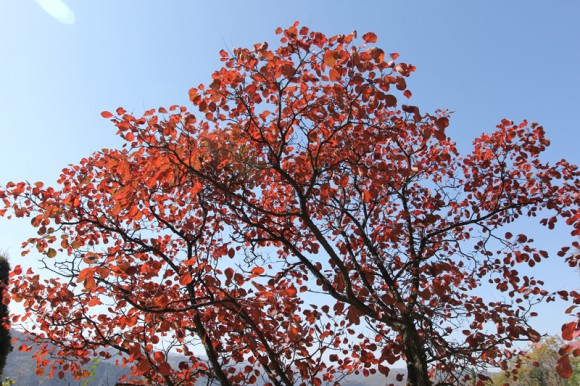 红叶