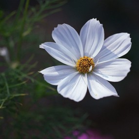 格桑花