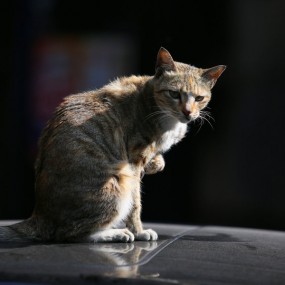小憩的猫咪
