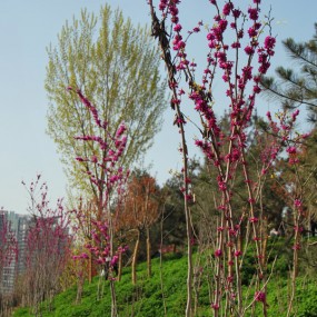 青龙寺随拍