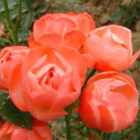 月季花
