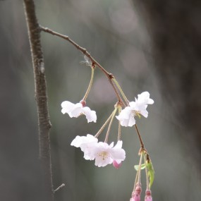 青龙寺的樱花
