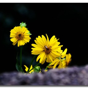 小小秋花