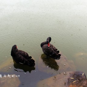 在水一方