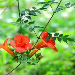 凌霄花