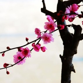 红梅迎新年