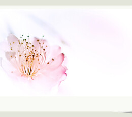 小勺子の花