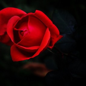 春暖花开
