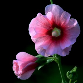 蜀葵花