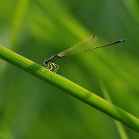 秋  虫