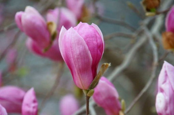 一枝花