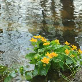 清清花溪水