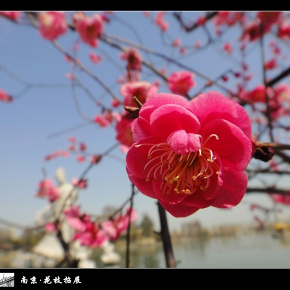 南京游