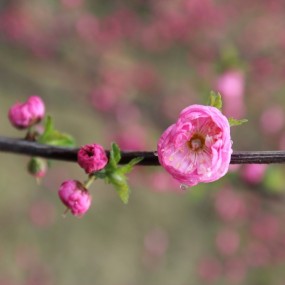 春色