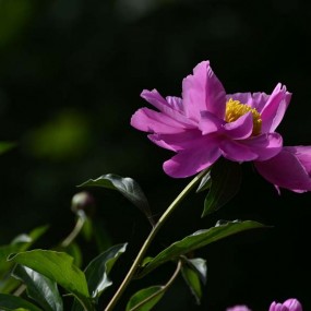 芍药