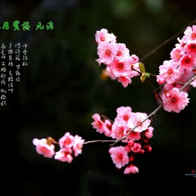 春梅