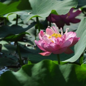夏日丰庆花