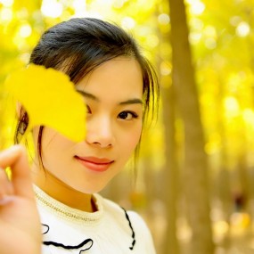 汉阳陵银杏